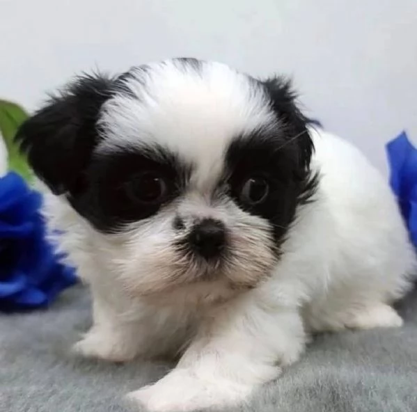 Shih Tzu Mini Toy (cuccioli maschio e femmina) | Foto 1