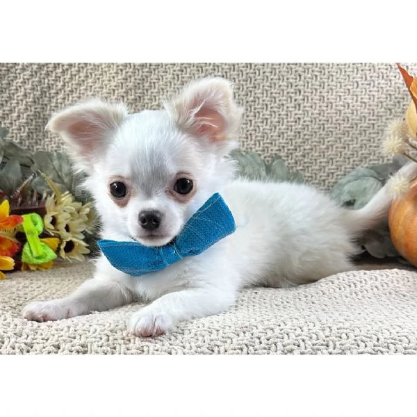 Chihuahua Toy (cuccioli maschio e femmina)