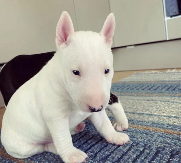  Bull Terrier (cuccioli maschio e femmina)