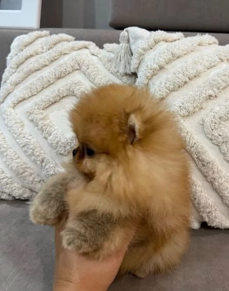 Pomeranian toy (cuccioli maschio e femmina) | Foto 0