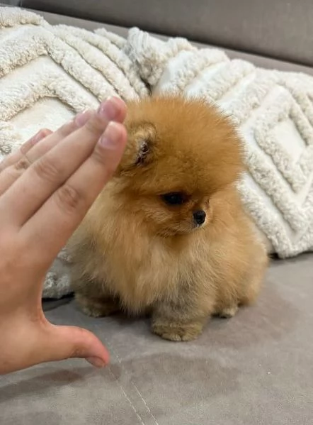 Pomeranian toy (cuccioli maschio e femmina)