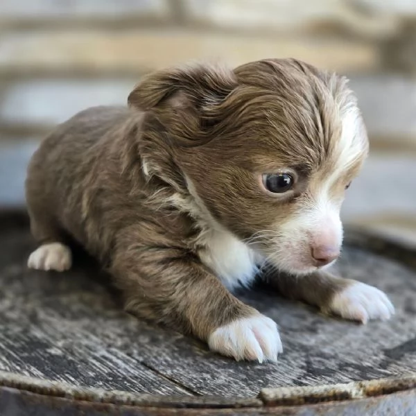 Chihuahua mini (cuccioli maschio e femmina) | Foto 0