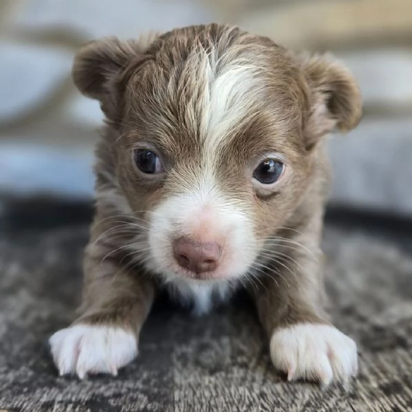 Chihuahua mini (cuccioli maschio e femmina)