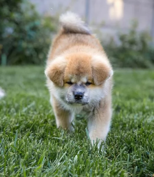 Akita Inu (cuccioli maschio e femmina) | Foto 0