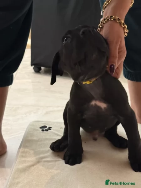 Cane Corso  (cuccioli maschio e femmina)