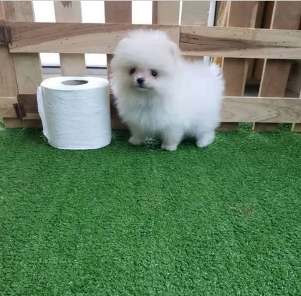 Pomeranian Toy (cuccioli maschio e femmina) | Foto 0