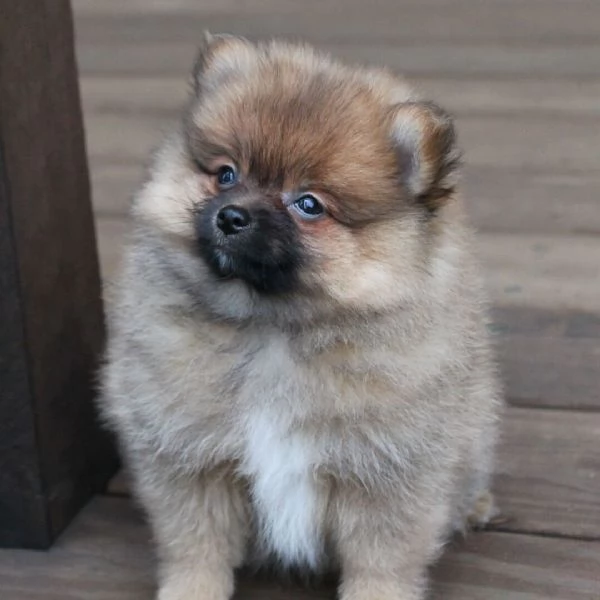 Pomeranian Toy (cuccioli maschio e femmina)