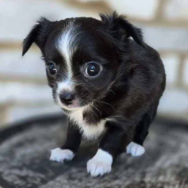Chihuahua Toy (cuccioli maschio e femmina)