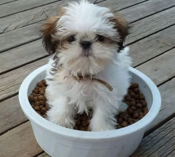  Shih Tzu Mini Toy (cuccioli maschio e femmina) | Foto 1