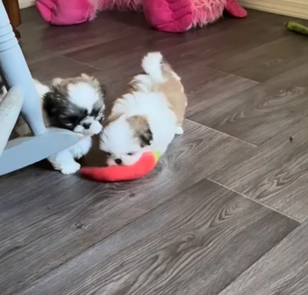  Shih Tzu Mini Toy (cuccioli maschio e femmina) | Foto 0