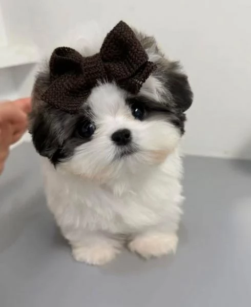  Shih Tzu Mini Toy (cuccioli maschio e femmina)