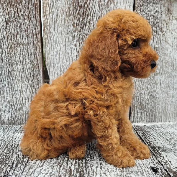  Barboncino Toy (cuccioli maschio e femmina) | Foto 0