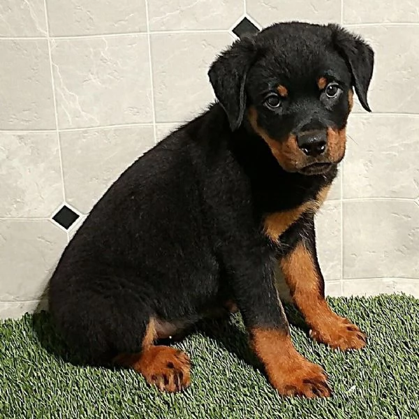 Rottweilers (cuccioli maschio e femmina)
