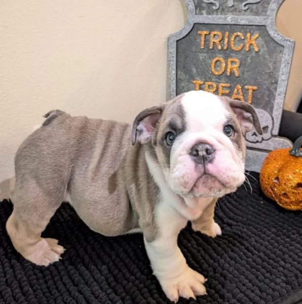  Bulldog Inglese (cuccioli maschio e femmina) | Foto 0
