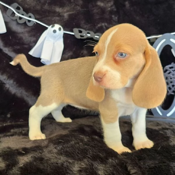 Beagle (cuccioli maschio e femmina)