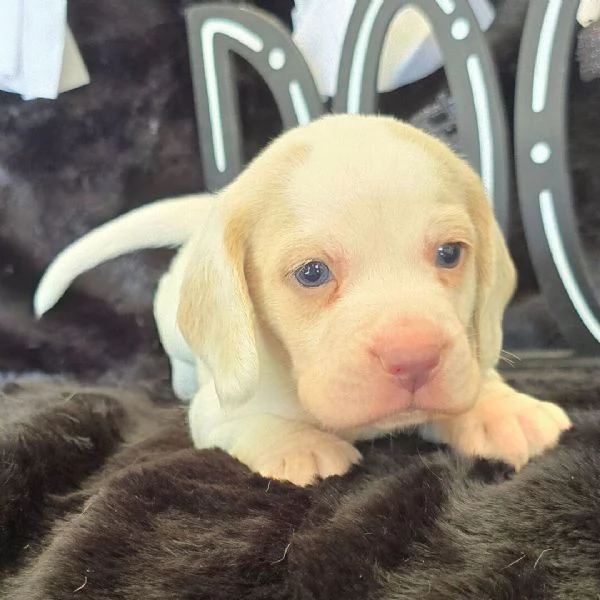 Beagle (cuccioli maschio e femmina) | Foto 0