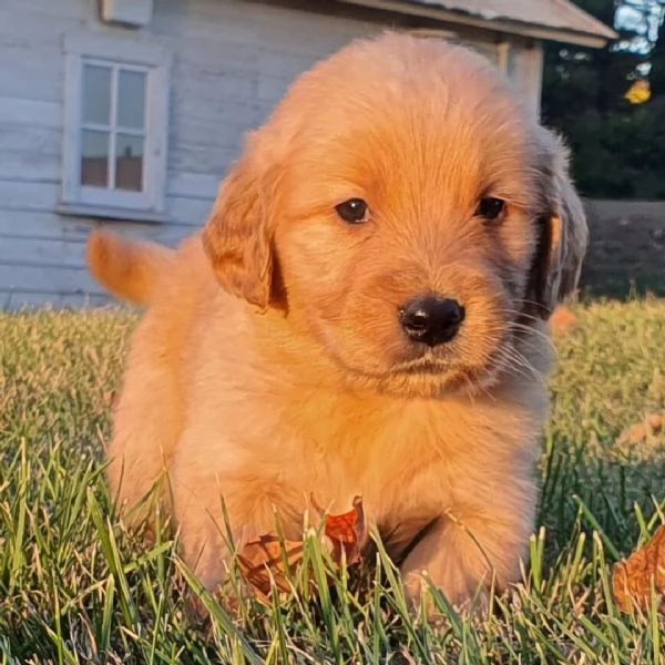 Golden retriever (cuccioli maschio e femmina) | Foto 0