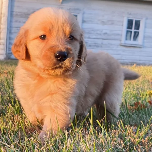 Golden retriever (cuccioli maschio e femmina)