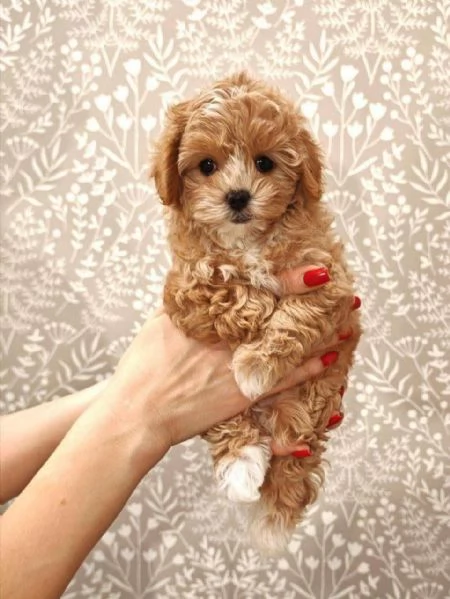  maltipooMaltipoo (cuccioli maschio e femmina) | Foto 0