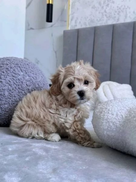  maltipooMaltipoo (cuccioli maschio e femmina)