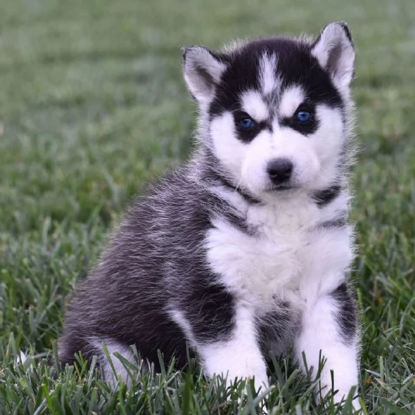 Siberian Husky (cuccioli maschio e femmina)