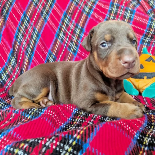  Dobbermann 2 mesi  (cuccioli maschio e femmina) | Foto 0