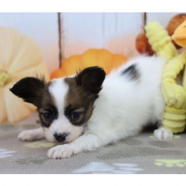 Papillon (cuccioli maschio e femmina) | Foto 0