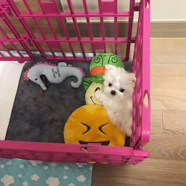 Maltese Toy (cuccioli maschio e femmina)