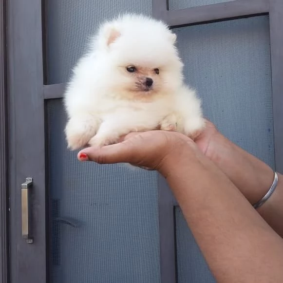 Regalo Pomeranian Toy (cuccioli maschio e femmina)