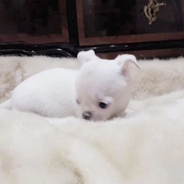 Regalo Chihuahua Toy (cuccioli maschio e femmina)