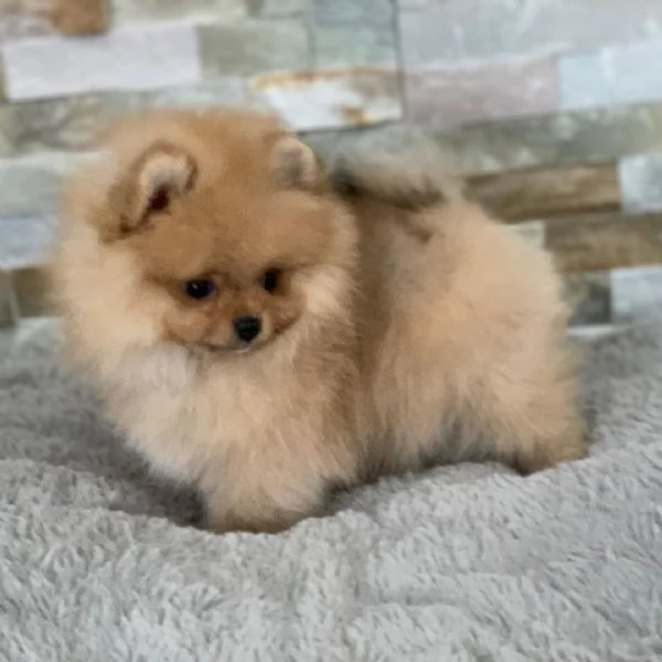 3. Pomeranian Toy (cuccioli maschio e femmina | Foto 1