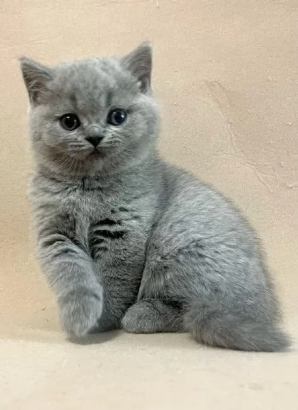 Gattini British Shorthair | Foto 0