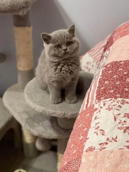 British shorthair maschio e femmina