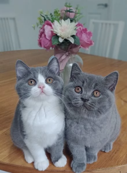 Cuccioli British Shorthair | Foto 0