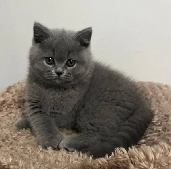 Gattini British Shorthair dolcissimi