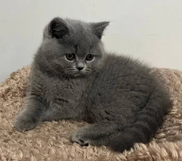Gattini British Shorthair dolcissimi | Foto 0