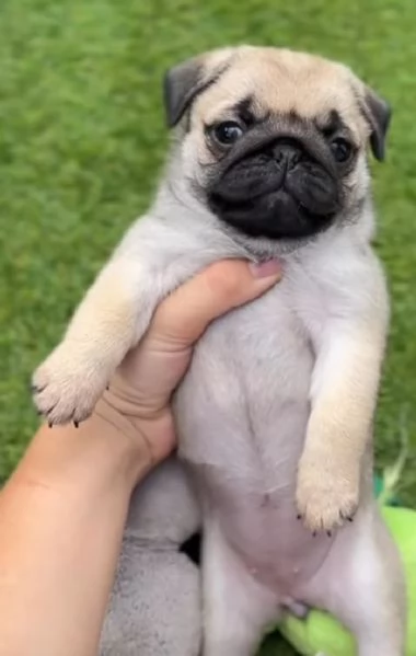 Carlino (Pug) (cuccioli maschio e femmina)