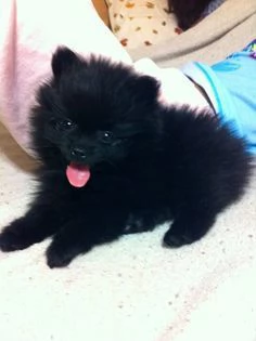 Volpino Pomeranian (cuccioli maschio e femmina)