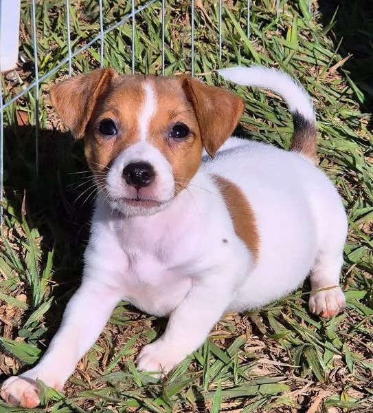 Jack Russell (cuccioli maschio e femmina)