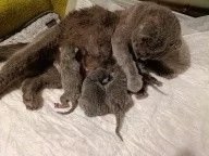 vendita cuccioli | Foto 0