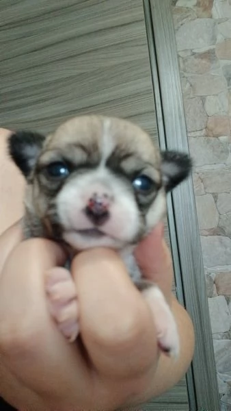 Chihuhaha toy | Foto 3