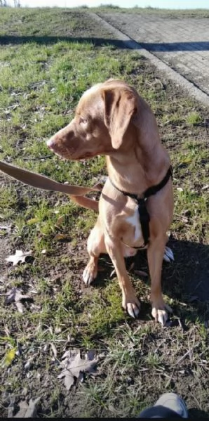 Regalo Loki,in cerca di una nuova famiglia