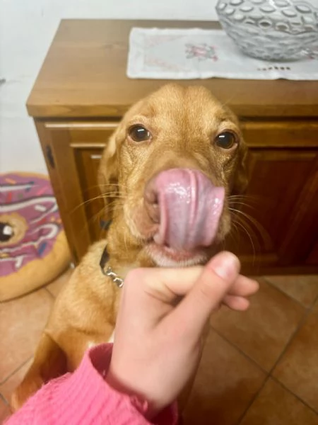 Regalo Loki,in cerca di una nuova famiglia | Foto 2