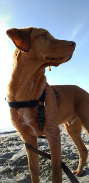 Regalo Loki,in cerca di una nuova famiglia | Foto 0