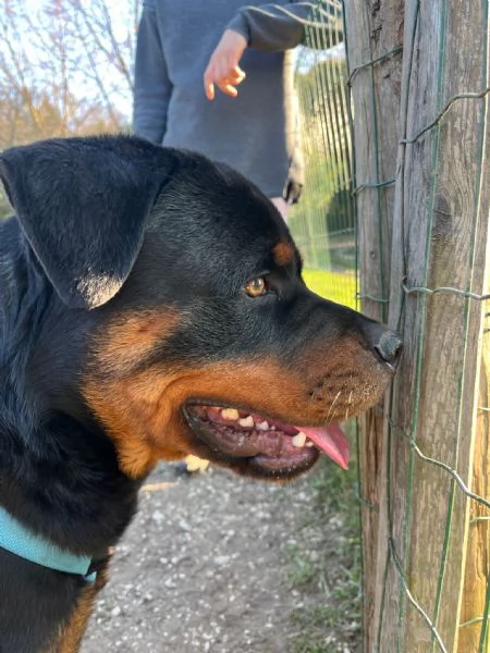 Vendo rottweiler