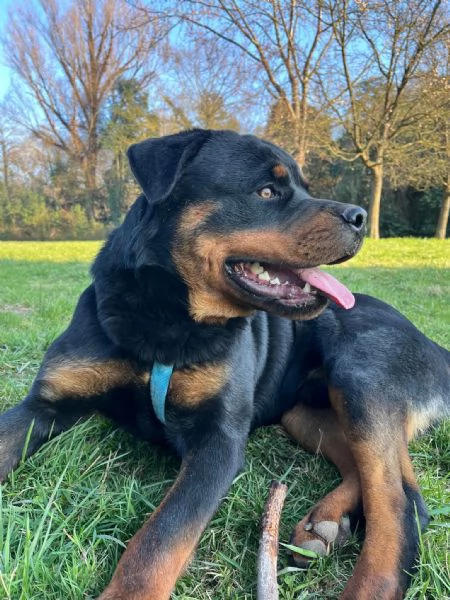 Vendo rottweiler | Foto 1