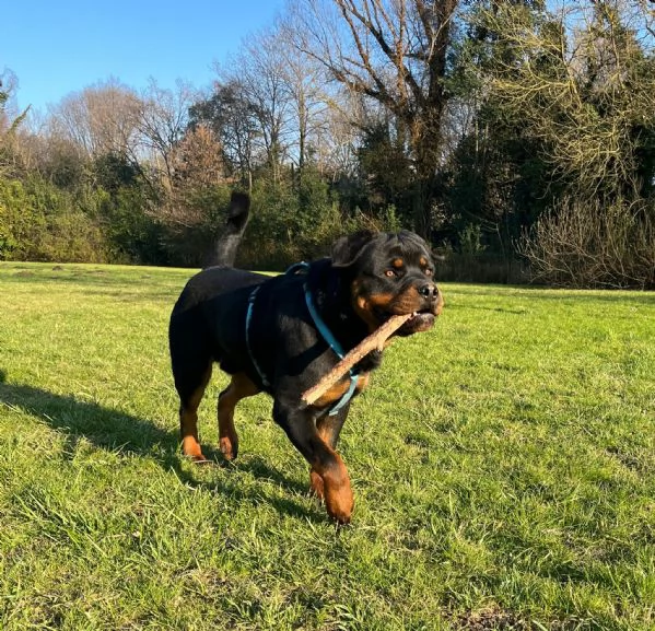 Vendo rottweiler | Foto 0