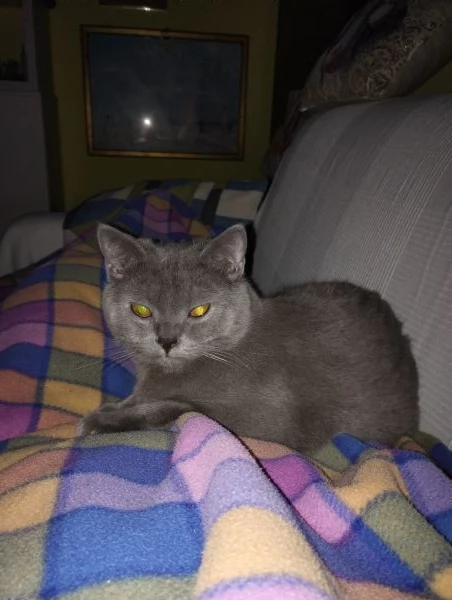 Accoppiamento  | Foto 0