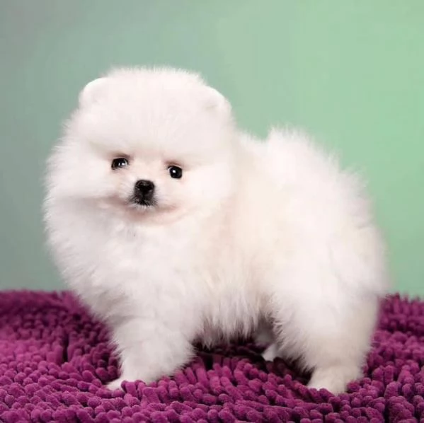 Volpino Pomeranian (cuccioli maschio e femmina)