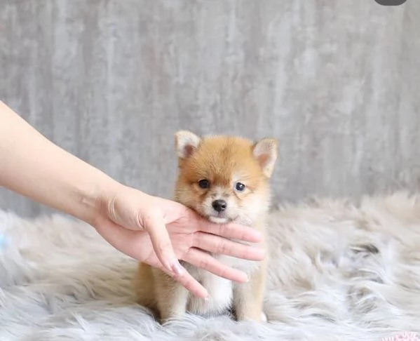 Shiba Inu (cuccioli maschio e femmina) | Foto 0